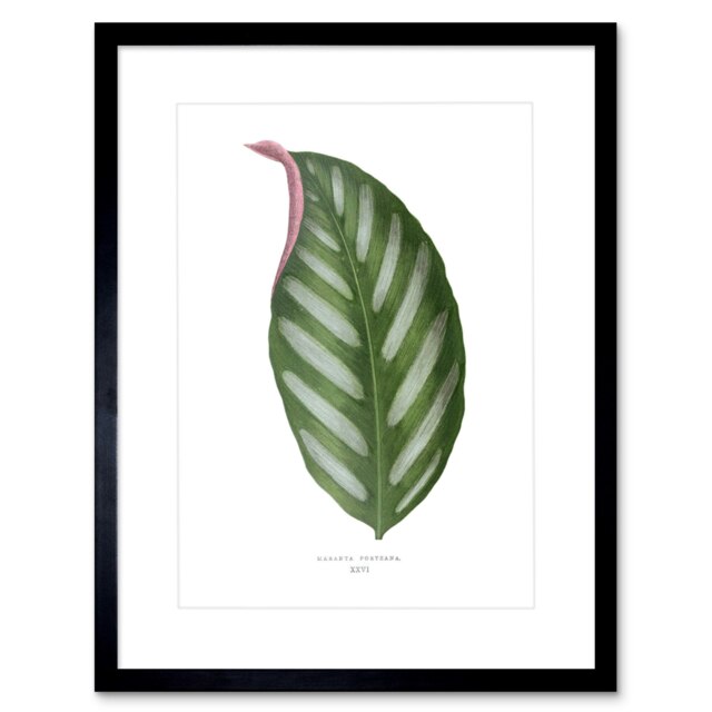 "Vintage Botanical Maranta Portena Leaf Plant Lover 9x7"" Black Framed Wall Art Print"