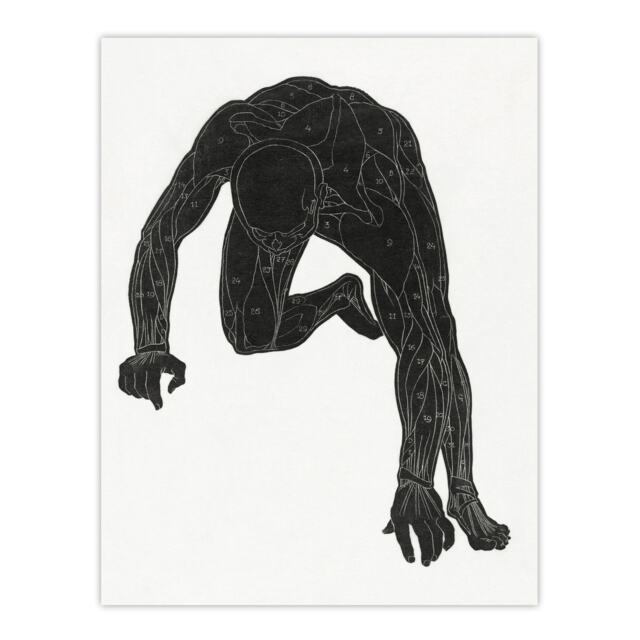 "Man muscles Anatomical silhouette study Stolk Huge Wall Art Poster Print 24X32"""