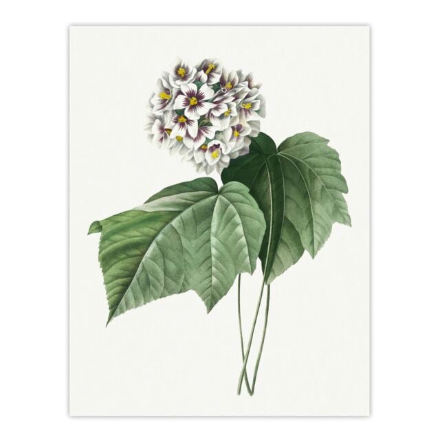 White Dombeya Amelia Flowers Redoute Vintage Huge Wall Art Print 18X24 In