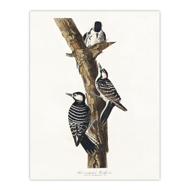 Red Cockaded Woodpecker Audubon Nature Huge Wall Art Print 18X24 In