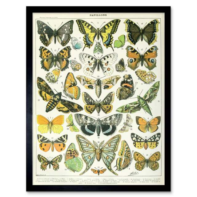 "Millot Encyclopedia Page Butterflies Moths 12x16"" Framed Wall Art Print"