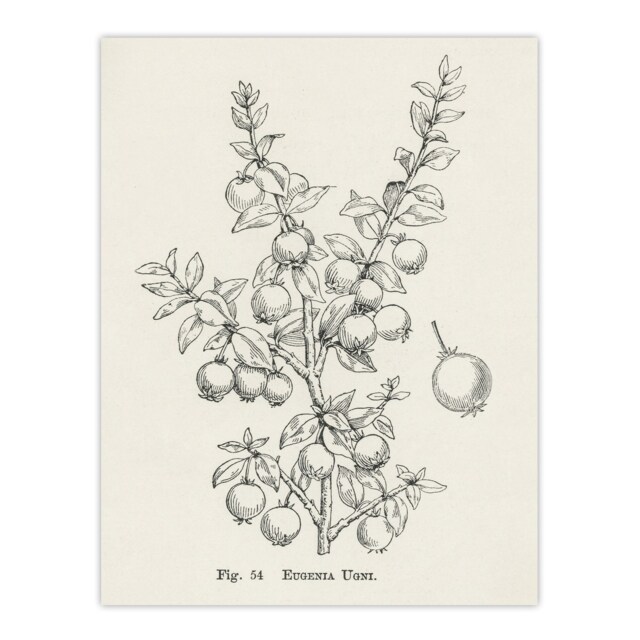 Fruit Growers Guide Chilean Guava Wright Huge Wall Art Print 18X24 In