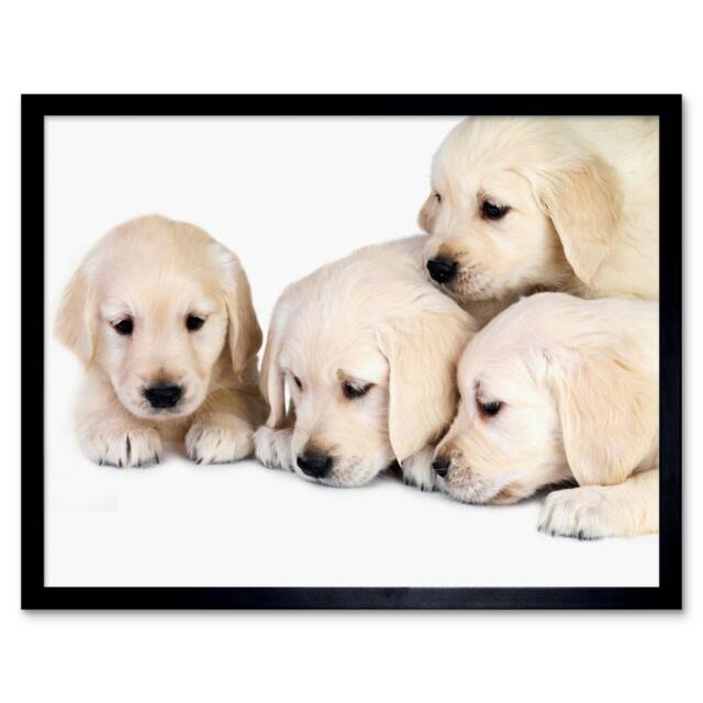 "Puppys Baby Golden Retriever Dogs Pets 12x16"" Framed Wall Art Print"