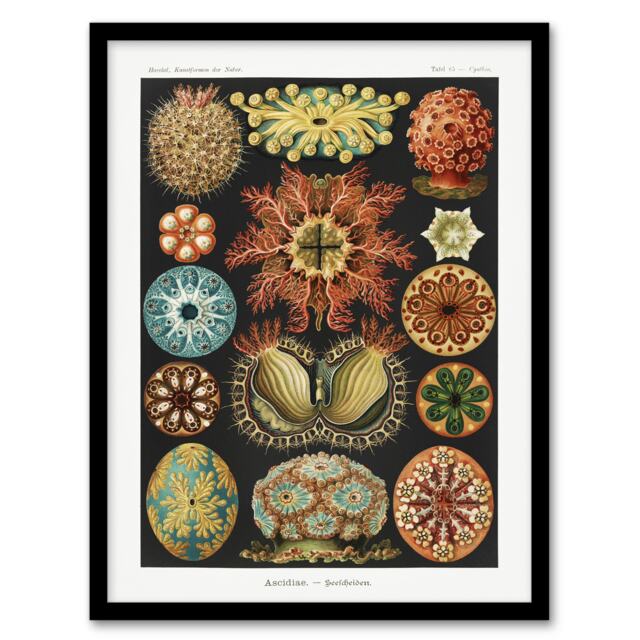 "Ascidiae Colourful Marine Life Haeckel Botanical Framed Wall Art Print 12X16"""