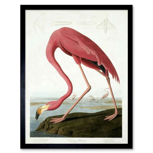"Audubon Flamingo Vintage Bird Illustration 12x16"" Framed Wall Art Print"