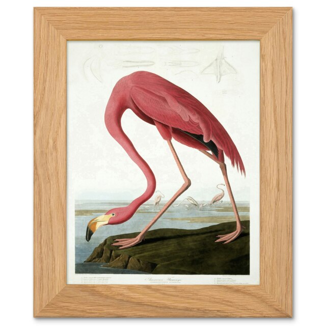 John James Audubon American Flamingo Art Oak Wood Framed Wall Print