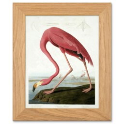 John James Audubon American Flamingo Art Oak Wood Framed Wall Print