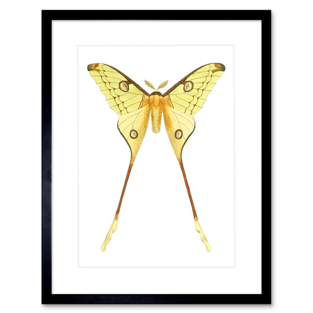 "Madacascan Moon Comet Moth Yellow Butterfly Insects 9x7"" Black Framed Wall Art Print"