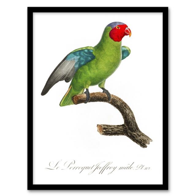 "The Red Cheeked Parrot Francois Levaillant Framed Wall Art Print 12X16"""