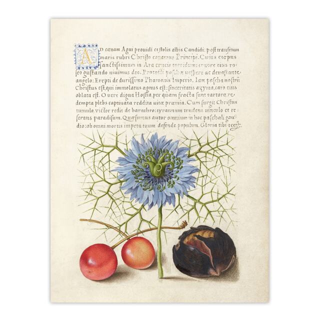 "Love in a Mist and Cherries Calligraphy Wall Art Poster Print 12X16"""