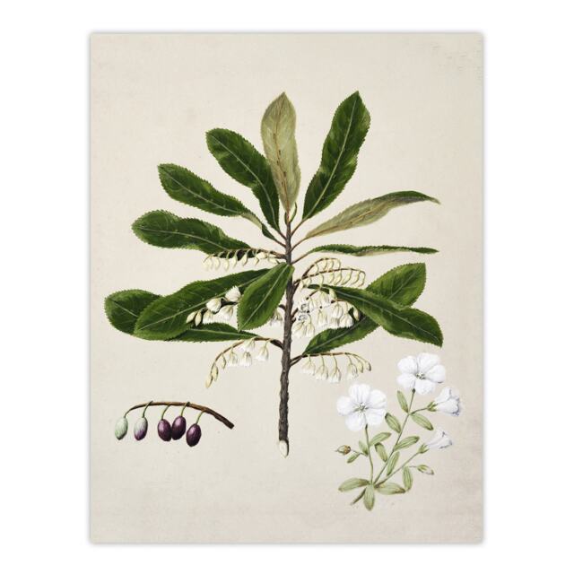 "New Zealand Rauhuia and Hinau Flowers Featon Wall Art Poster Print 12X16"""