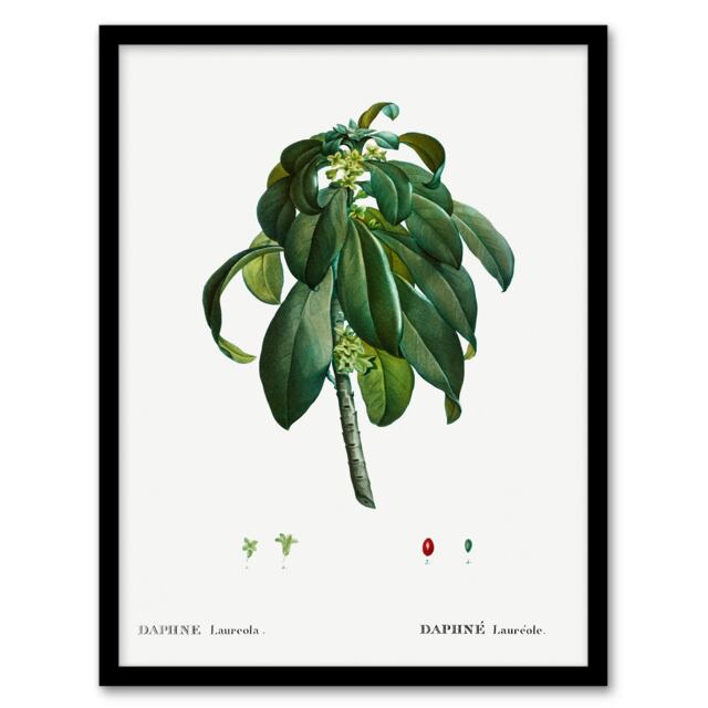 Redoute Framed Wall Art Spurge Laurel Vintage Botanical Illustration Home Décor