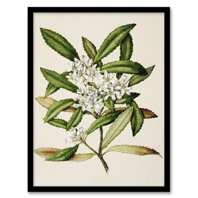 "New Zealand Tawari Plant Flowers Featon Framed Wall Art Print 12X16"""