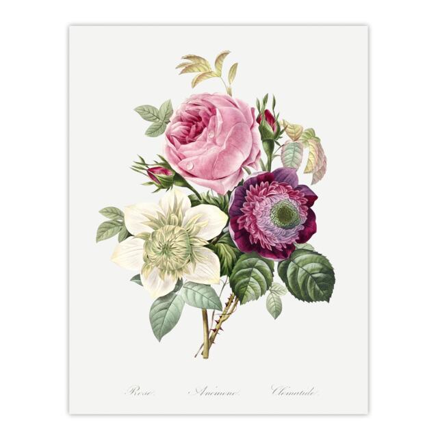 Anemone and Cabbage Rose Flower Redoute Vintage Huge Wall Art Print 18X24 In