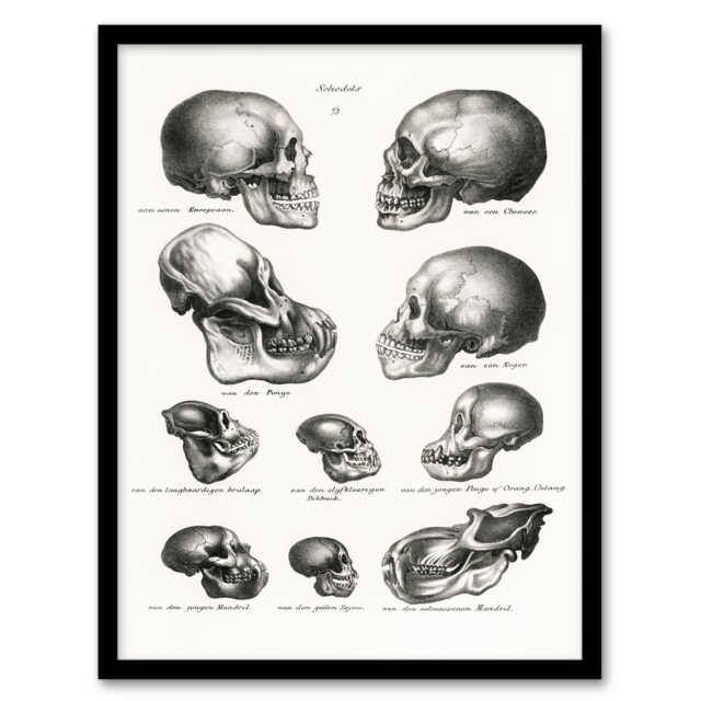 Schinz de Visser Framed Wall Art Print Human Monkey and Ape Skulls Home Décor