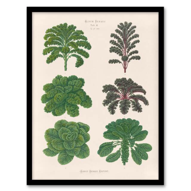 "Kales and Brussel Sprouts Ernst Benary Framed Wall Art Print 12X16"""