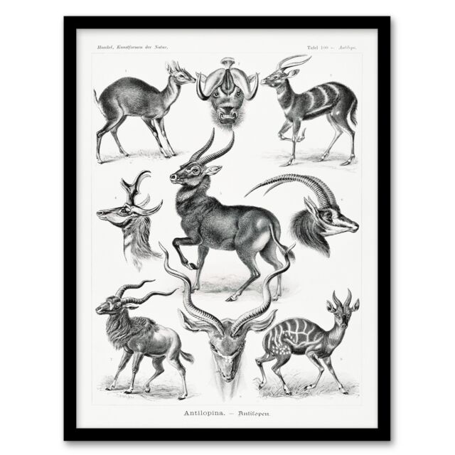 Ernst Haeckel Framed Wall Art Print Art Forms of Nature Antilope Home Décor