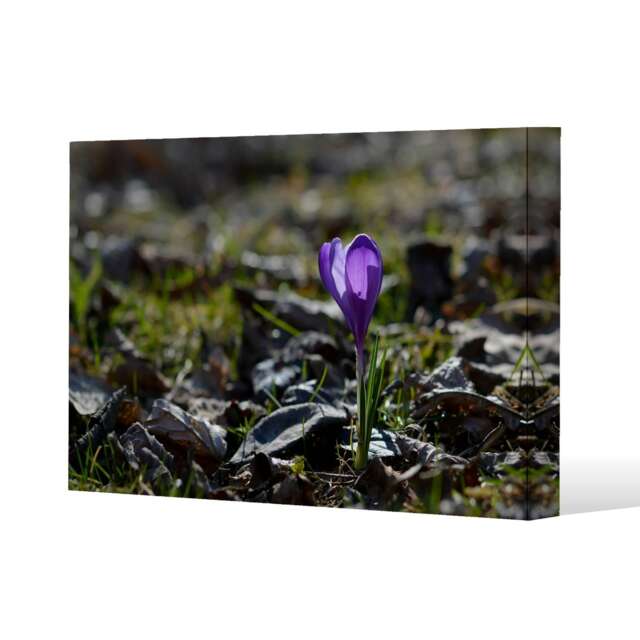 autumn flower bloom in nature (Canvas Print) Cream