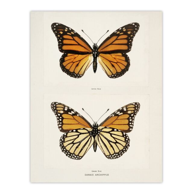 "Monarch Butterfly Vintage Illustration Denton Huge Wall Art Poster Print 24X32"""
