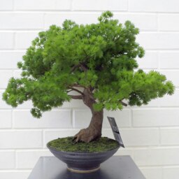 50cm Artificial Luxury Pine Bonsai Tree Green One Size