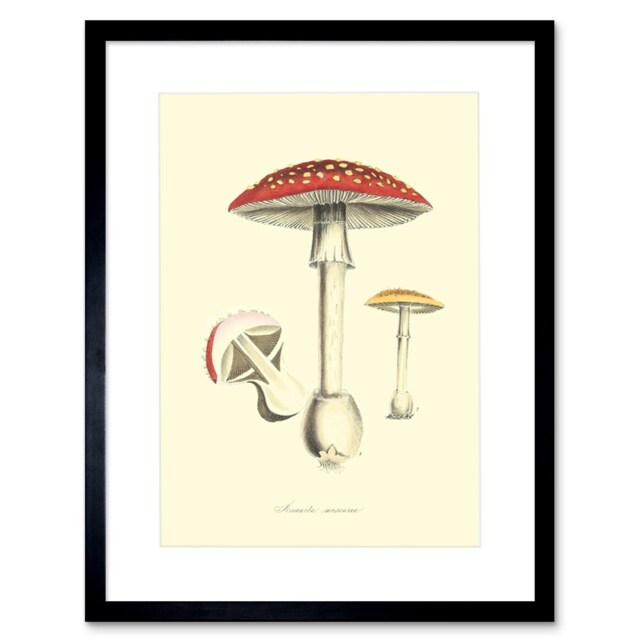 "Vintage Fairy Fungi Red Mushroom Botanical 9x7"" Black Framed Wall Art Print"