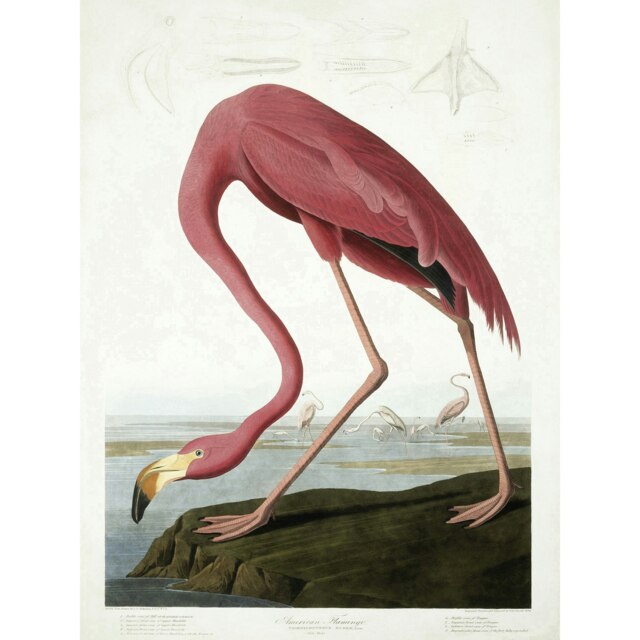 James Audubon Birds American Flamingo Nature Lover Large Wall Art Print 18x24 Inch Multi