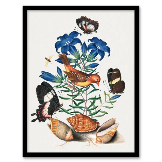 "Red Avadavat Swallowtail and Shells Bolton Framed Wall Art Print 12X16"""