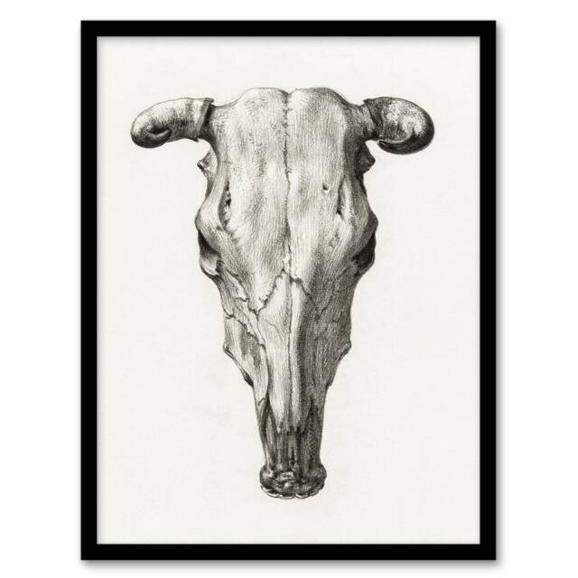 Jean Bernard Framed Wall Art Print Skull of a Cow Pencil Drawing Home Décor
