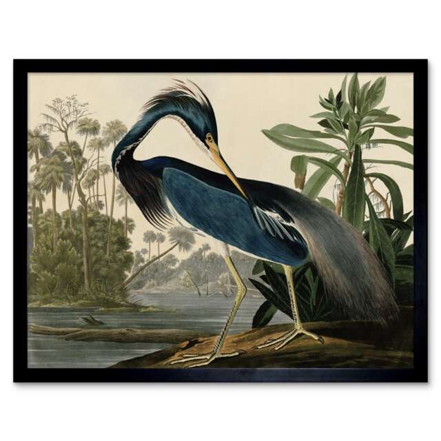 "Audubon Birds Louisiana Heron Painting 12x16"" Framed Wall Art Print"
