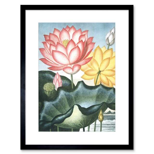 "Flowers Lotus Sacred Egyptian Bean 9x7"" Black Framed Wall Art Print"