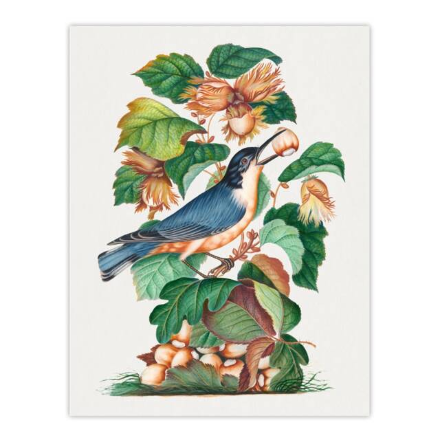 Nuthatch Bird Hazel Oak and Bramble Bolton Wall Art Poster Print