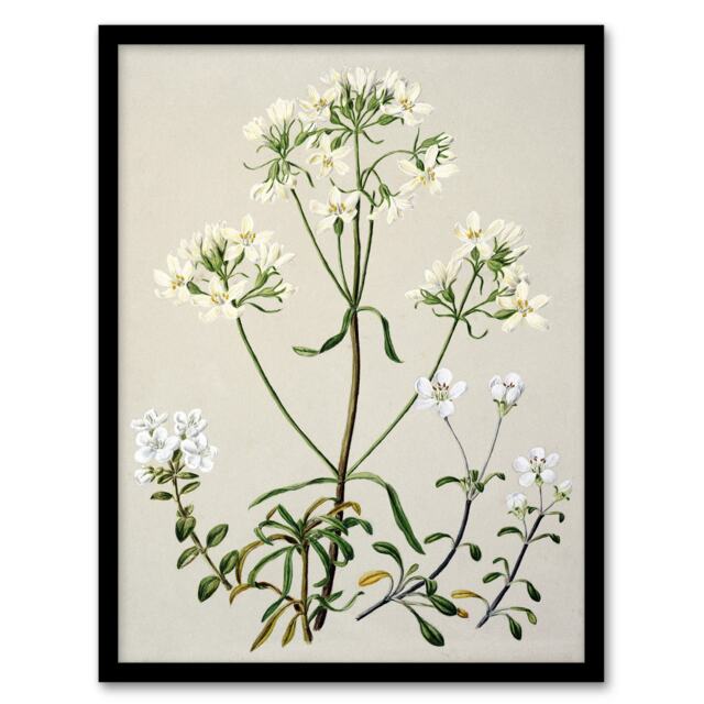 "New Zealand White Gentiana Flowers Featon Framed Wall Art Print 12X16"""
