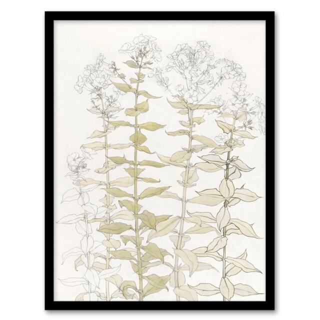 Julie de Graag Framed Wall Art Print Phlox Colour Sketch of Flowers Home Décor