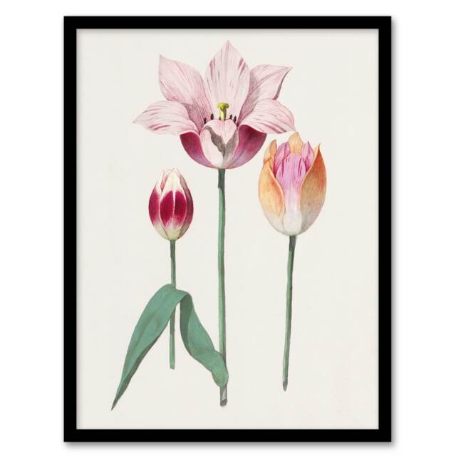 "Blooming Tulip Flower Anselmus de Boodt Framed Wall Art Print 12X16"""