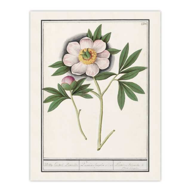 "Blooming Peony Flower Anselmus de Boodt Wall Art Poster Print 12X16"""