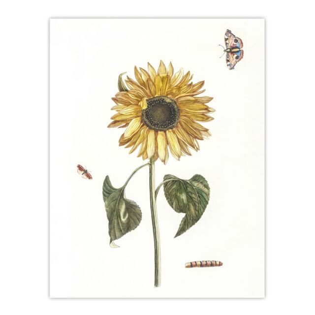 Sunflower Caterpillar And Two Butterflies Teyler Huge Wall Art Poster Print