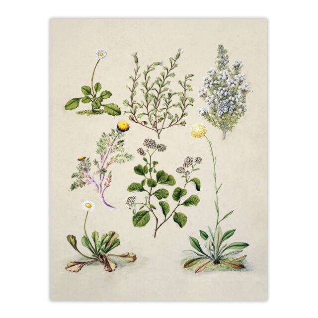 "Native New Zealand Wildflowers Artwork Featon Wall Art Poster Print 12X16"""