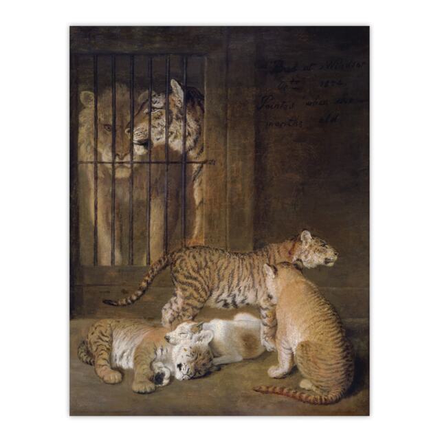 Whelps Lion and Tigress in Zoo Cage Agasse Wall Art Poster Print