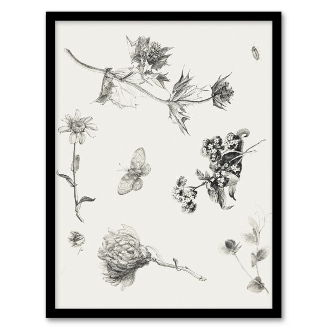 "Flowers Leaves Butterfly Drawing Vintage Framed Wall Art Print Hoytema 12x16"""