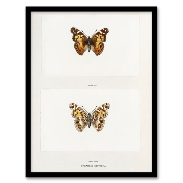 "Brazilian Lady Vintage Butterfly Artwork Denton Framed Wall Art Print 12X16"""