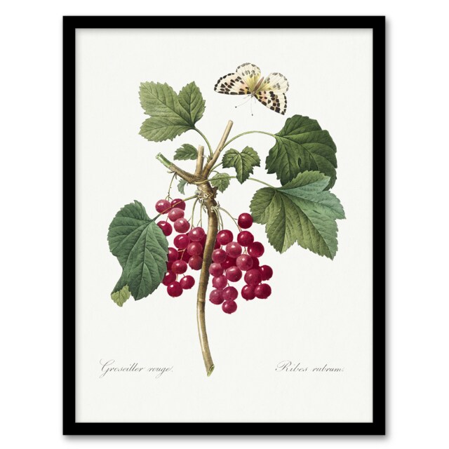 "Redcurrant Berries and Butterfly Redoute Vintage Framed Wall Art Print 12X16"""