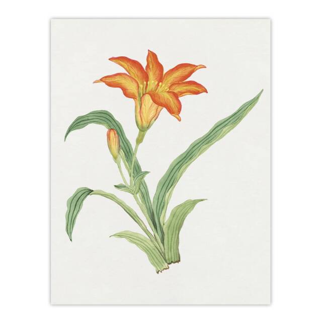 "Orange Lily Flower Japan Wall Art Print Vintage Japanese Floral 24x32"""