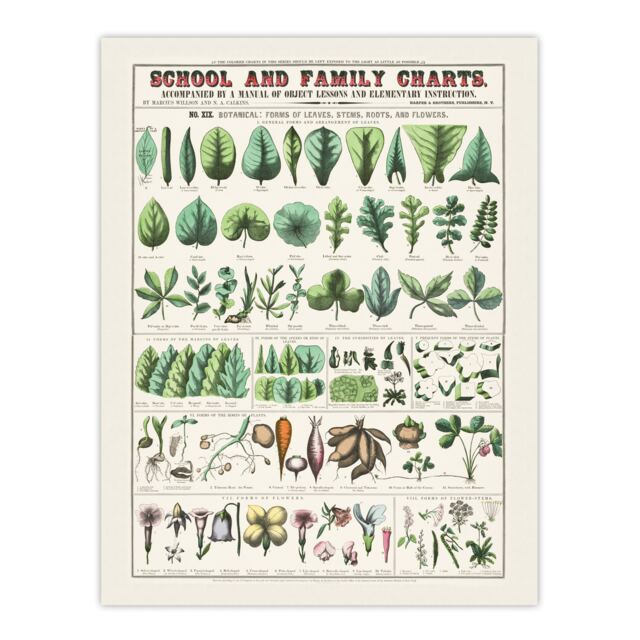 School and family chart No XIX Calkins Huge Wall Art Print 18X24 In