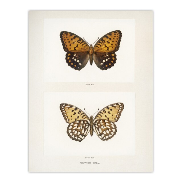 "Regal Fritillary Butterfly Sherman Denton Huge Wall Art Poster Print 24X32"""