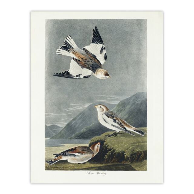 "Birds of America Snow Bunting Audubon Nature Wall Art Poster Print 12X16"""