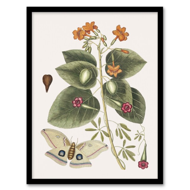 "Great Moth Tievine and Geiger Tree Flowers Catesby Framed Wall Art Print 12X16"""