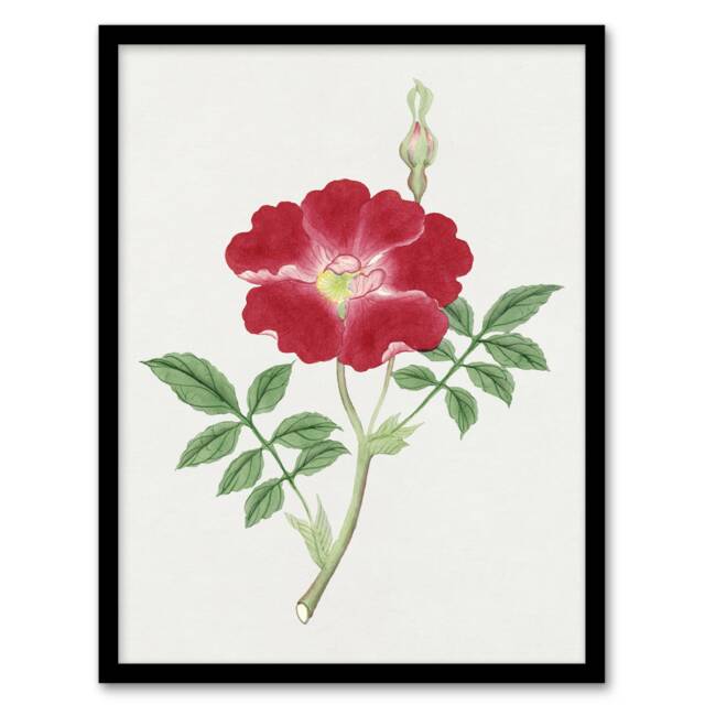"Red Flower Vintage Framed Wall Art Print Japanese Botanical 12x16"""