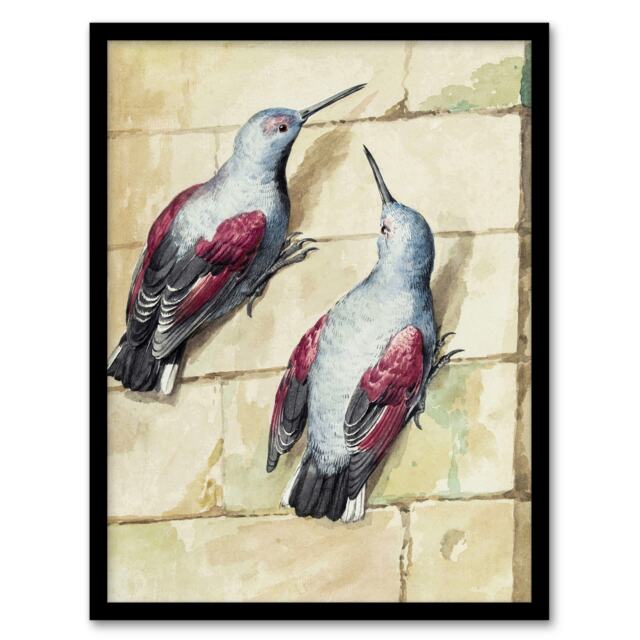 "Two Wallcreepers Watercolour Painting Schouman Framed Wall Art Print 12X16"""