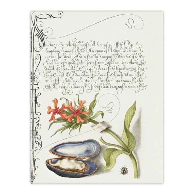 Flower Mussel and Ladybird Calligraphy Huge Wall Art Print 18X24 In