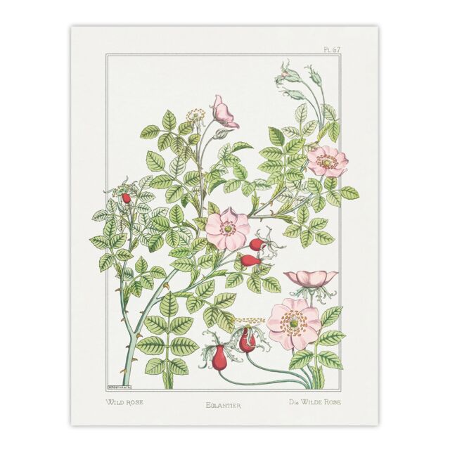 "Wild Rose Flower Vintage Floral Wall Art Print Verneuil 24x32"""